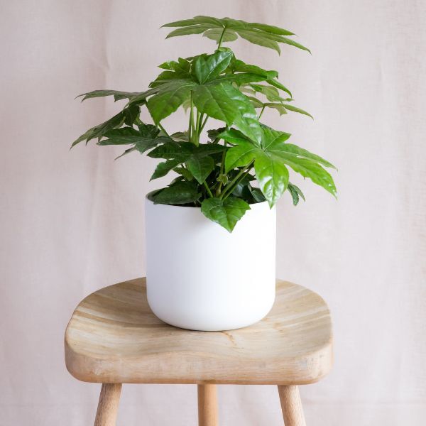 Hello Houseplants Paperplant | Pot Size: 17cm | (55cm-65cm Height)