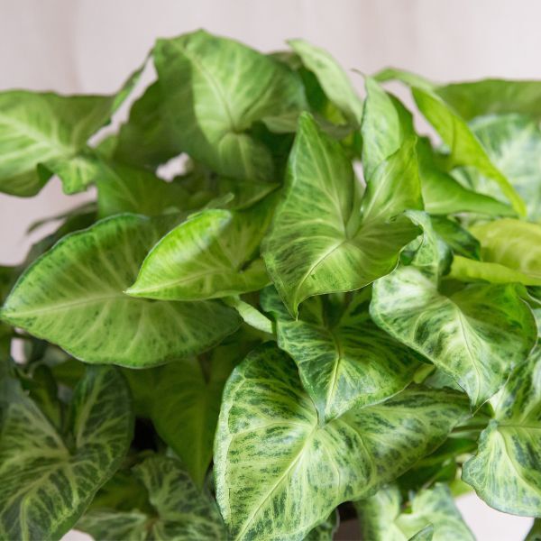 Hello Houseplants Arrowhead Plant | Pot Size: 12cm |