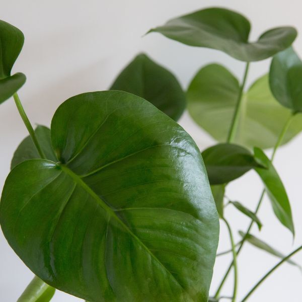 Hello Houseplants Monstera | Pot Size: 12cm | (35cm-45cm Height)