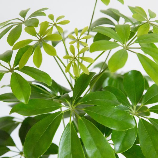 Hello Houseplants Dwarf Umbrella Tree | Pot Size: 13cm