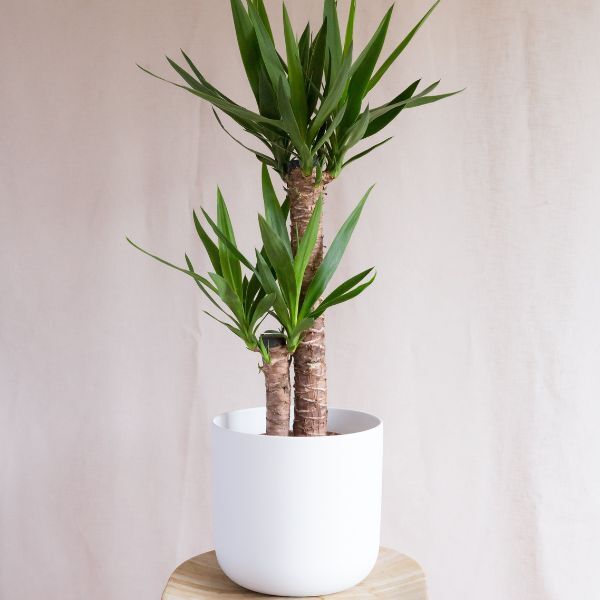 Hello Houseplants Yucca | Pot Size: 12cm | (45cm-55cm Height)