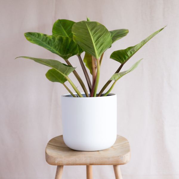 Hello Houseplants Imperial Green | Pot Size: 17cm | (40cm-60cm Height)