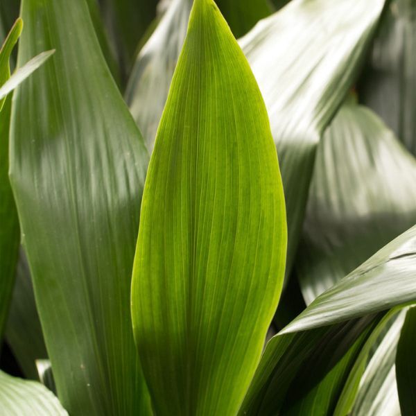 Hello Houseplants Cast Iron Plant  | Pot Size: 17cm