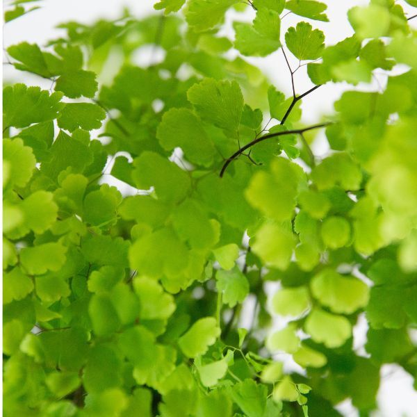 Hello Houseplants Maidenhair Fern | Pot Size: 12cm |