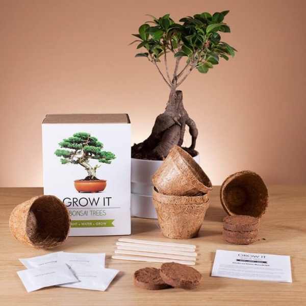 Prezzybox Grow Your Own Bonsai Tree