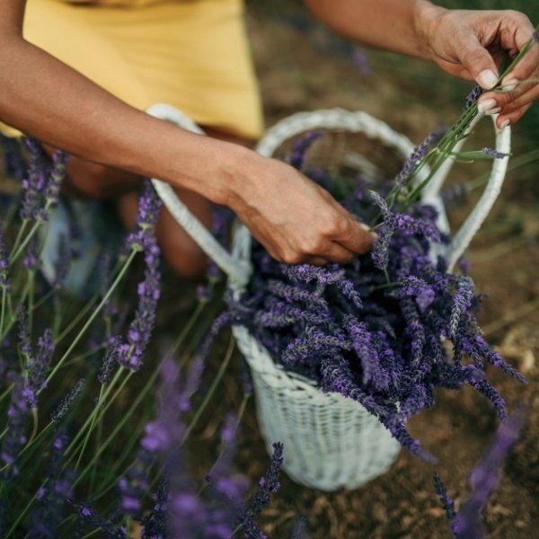 Durance Room Spray Lavender 100ml