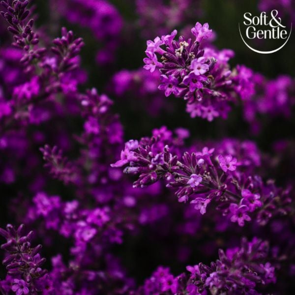 DNR Soft & Gentle Aerosol Orchid Desire 150Ml