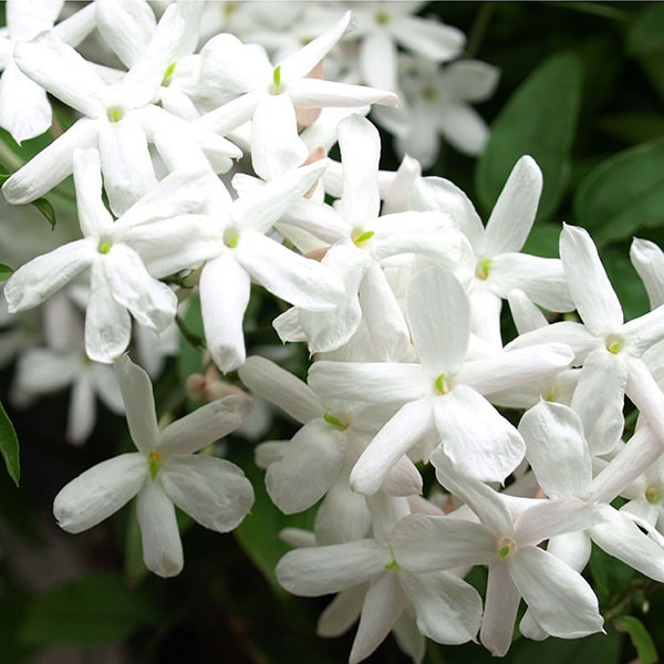 Calvin Klein Eternity Fresh Eau de Parfum 100ml