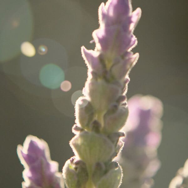 Gucci Guilty For Him Eau de Toilette 50ml