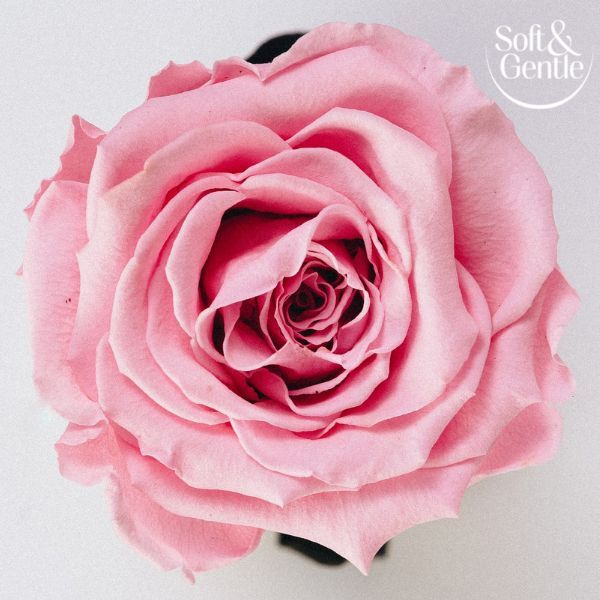 DNR Soft & Gentle Aerosol Fresh Blossom 150Ml