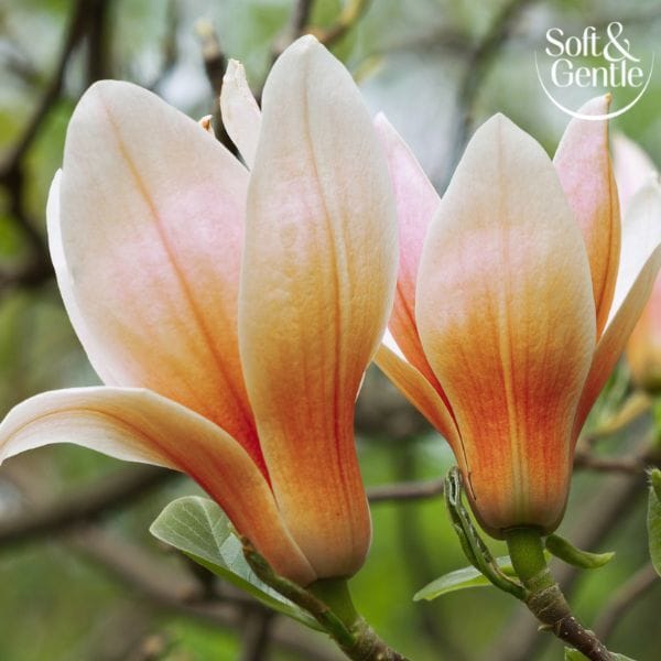 Soft & Gentle Aerosol Magnolia Hug 150Ml