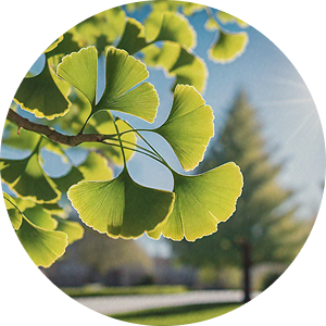 Ginkgo Biloba