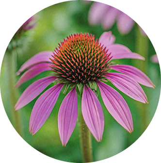 Echinacea