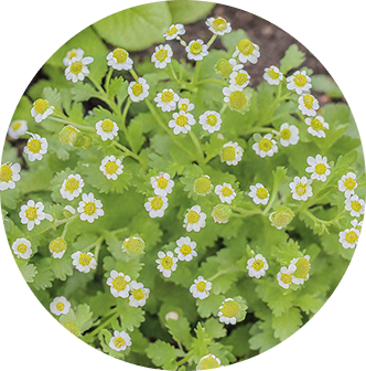 Feverfew Herb