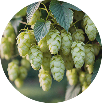 Hops Strobile