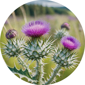 Milk Thistle