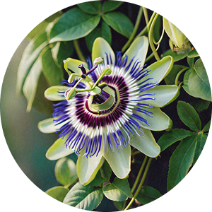 Passion Flower
