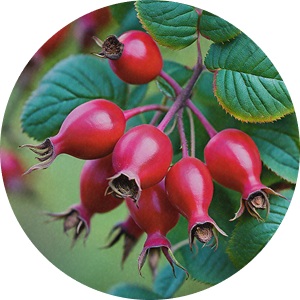 Rosehip