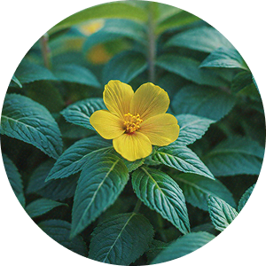 St Johns Wort