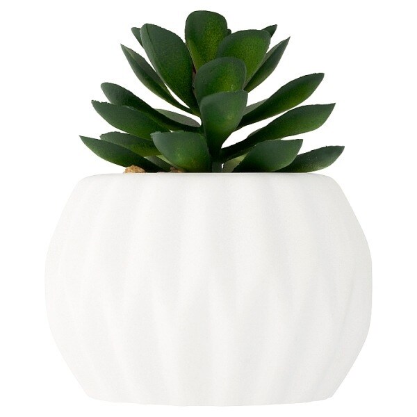 Superdrug Round Succulent In Faux Concrete Pot Health Superdrug