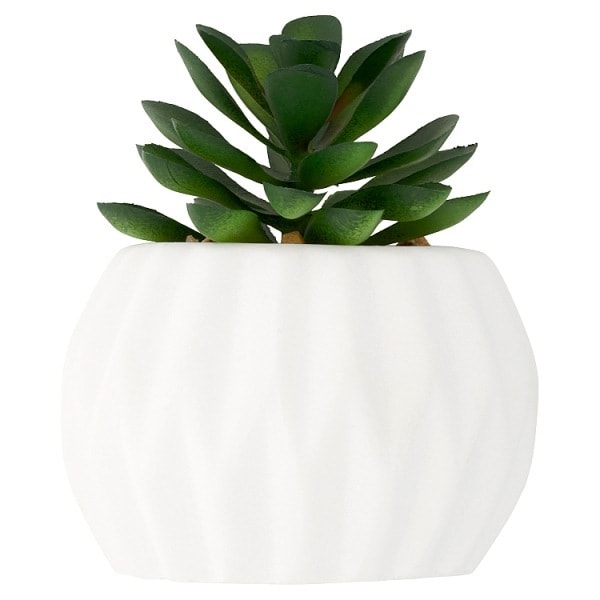 Superdrug Round Succulent In Faux Concrete Pot Health Superdrug